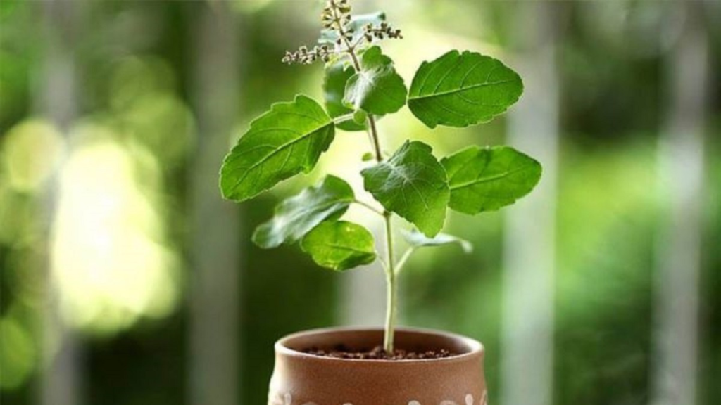 Tulsi Plant at Home and. Vastu tips