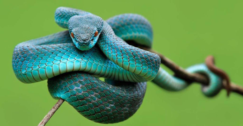 snake-bite-in-dream-good-or-bad